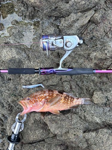 アコウの釣果
