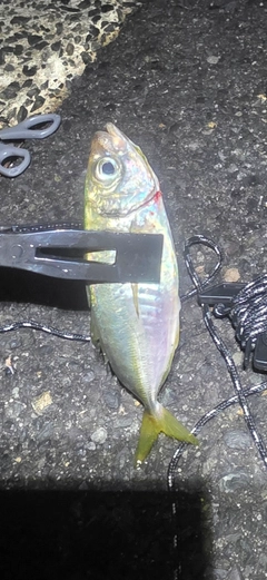 マアジの釣果