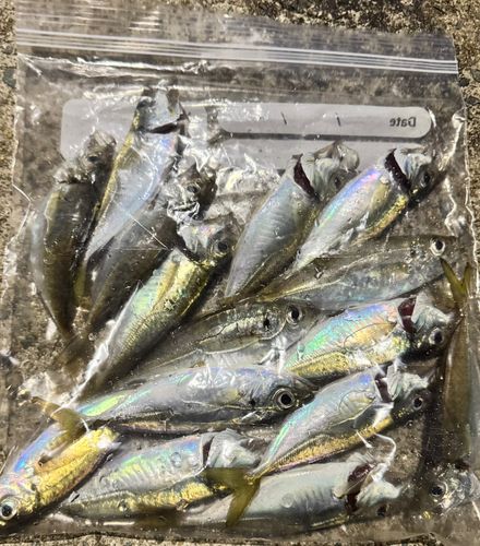 アジの釣果