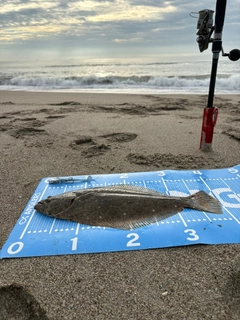 ヒラメの釣果