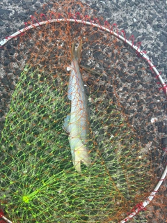 エソの釣果