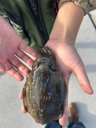 コウイカの釣果