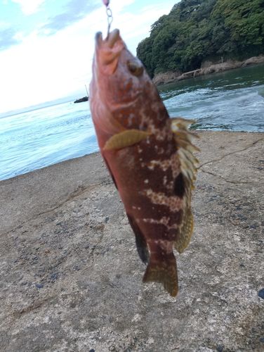 キジハタの釣果
