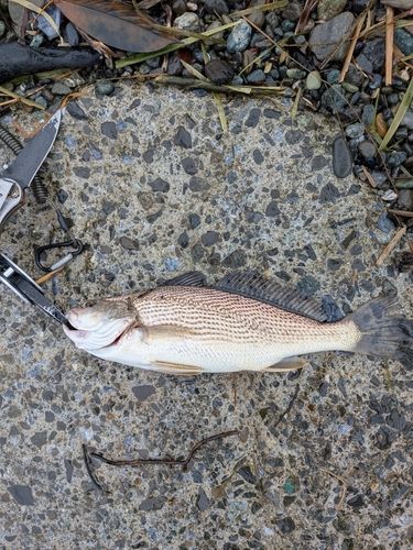 ニベの釣果