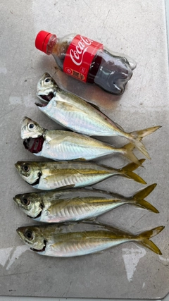 アジの釣果