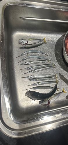 サヨリの釣果