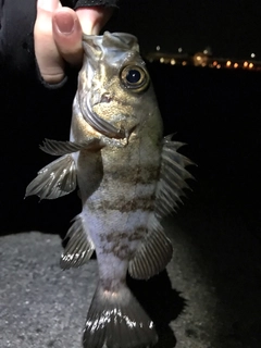 メバルの釣果