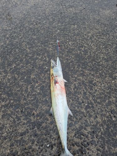 サゴシの釣果