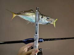 マアジの釣果