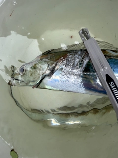 タチウオの釣果