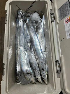 タチウオの釣果