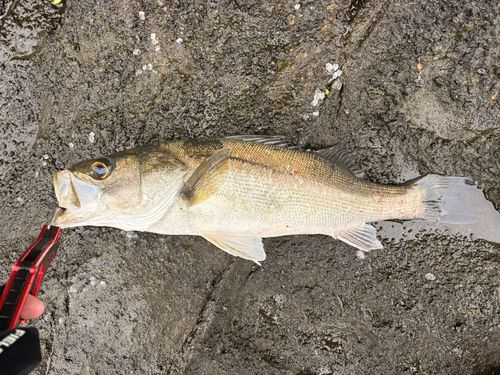 フッコ（マルスズキ）の釣果