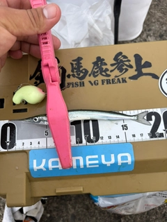 サヨリの釣果