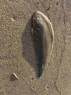 ウシノシタの釣果