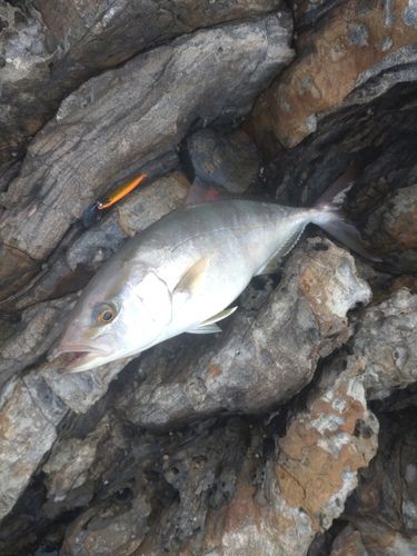 ネイリの釣果