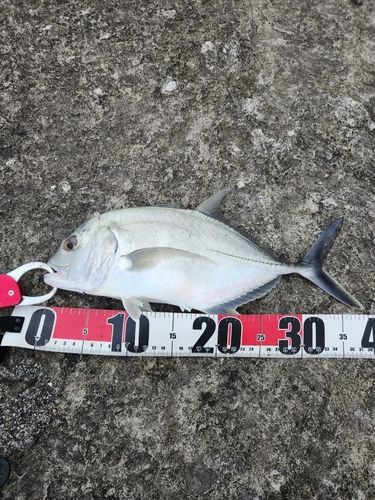 メッキの釣果