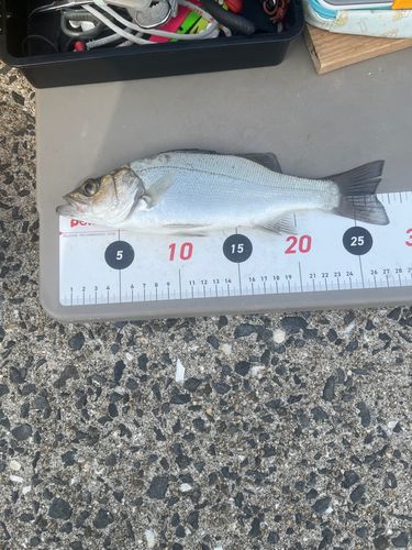 セイゴ（ヒラスズキ）の釣果