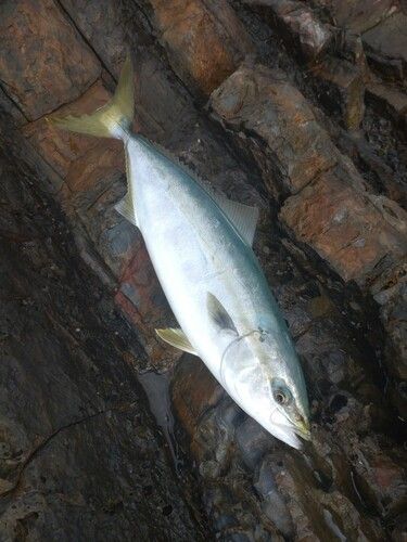 ハマチの釣果