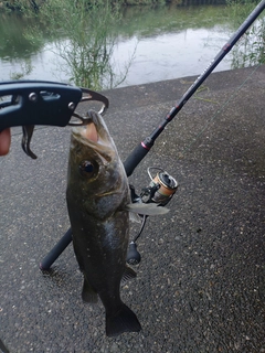 セイゴ（ヒラスズキ）の釣果