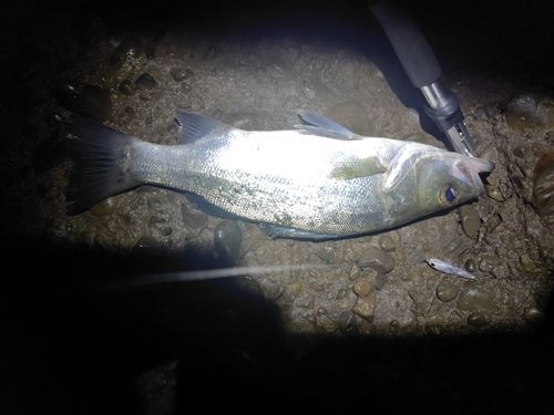 フッコ（マルスズキ）の釣果