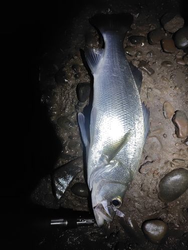フッコ（ヒラスズキ）の釣果