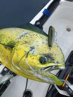 シイラの釣果