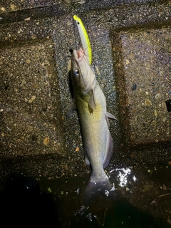 アメリカナマズの釣果