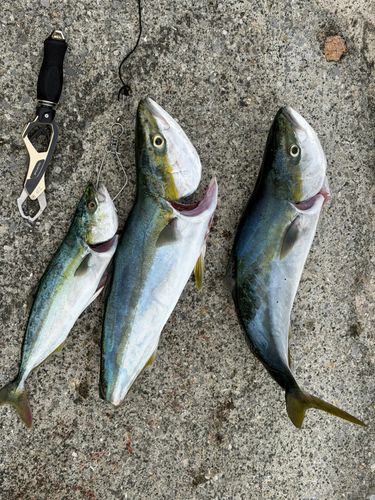 ヤズの釣果
