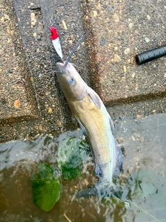 アメリカナマズの釣果