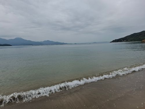 シロギスの釣果