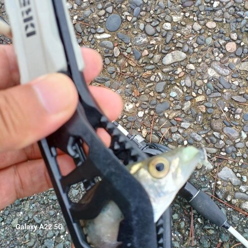 セイゴ（マルスズキ）の釣果