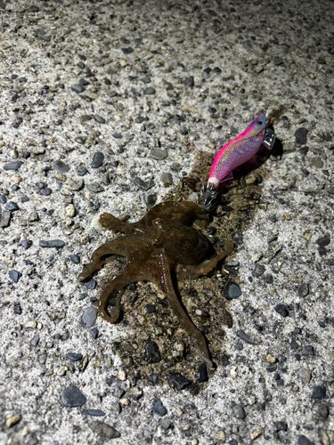 タコの釣果