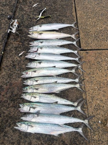 サゴシの釣果