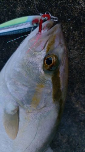 シオの釣果