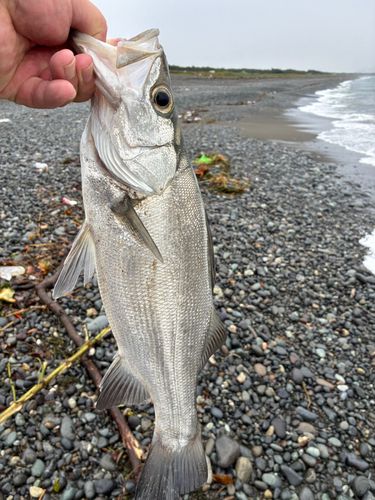 ヒラスズキの釣果