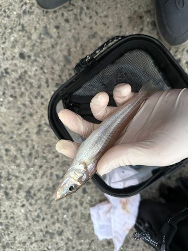 キスの釣果