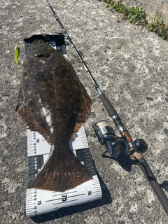 ヒラメの釣果
