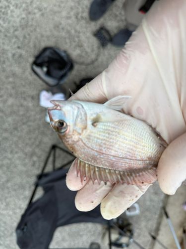タイの釣果