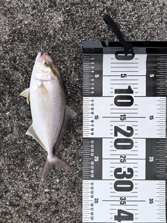 シオの釣果