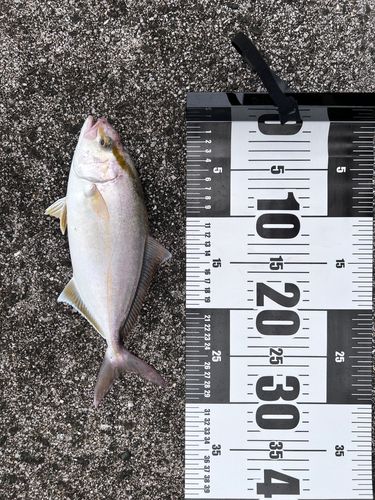 シオの釣果