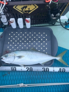 イナダの釣果