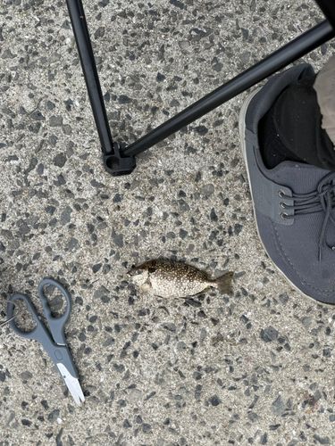アイゴの釣果