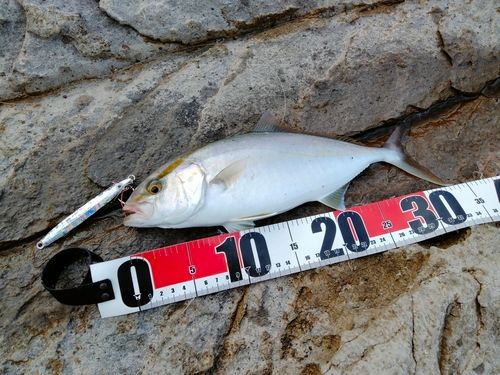 ネリゴの釣果