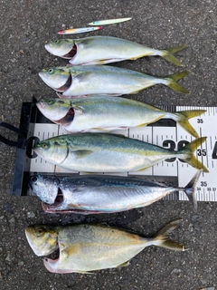 ワカシの釣果
