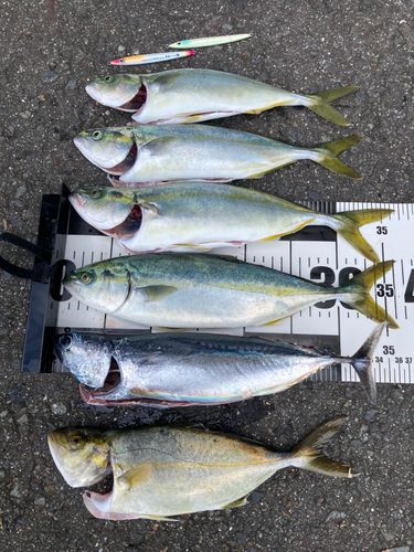 ワカシの釣果
