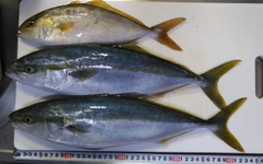 イナダの釣果