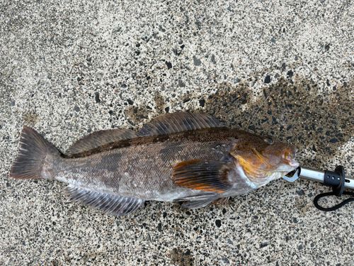 アイナメの釣果