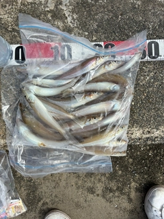 シロギスの釣果