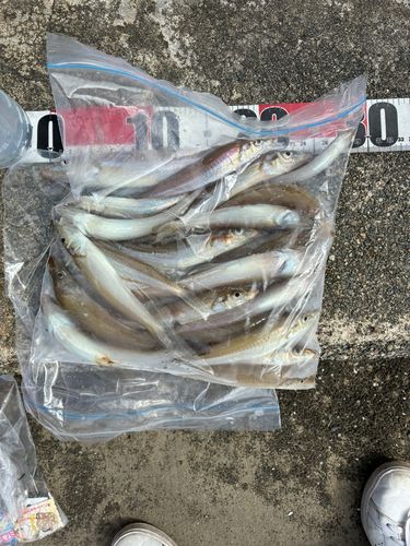 シロギスの釣果