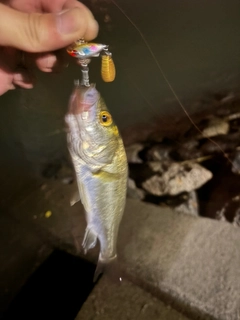 セイゴ（タイリクスズキ）の釣果